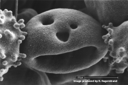 Happy Blood Cell